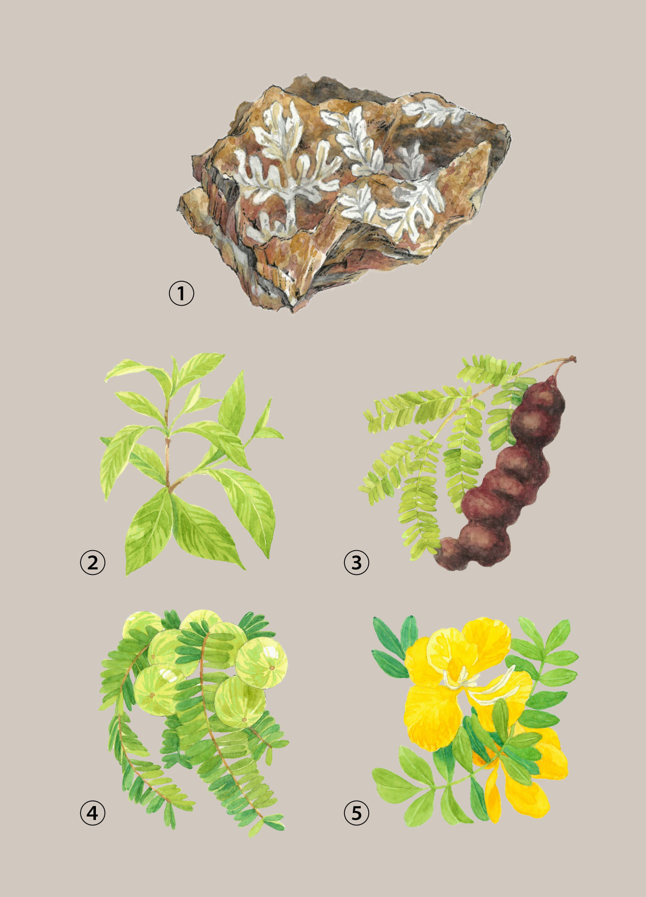 恐竜時代の植物エキス＆
インド古代の叡智に基づくハーブなど