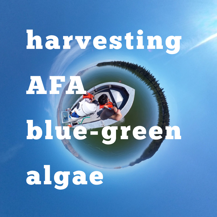 AFAブルーグリーンアルジーの収穫